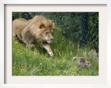 Lion Hounds a Little Fox at the Zoo in Wuppertal