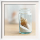 Seashell in Jar