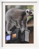 Ring Tailed Lemur Sitting on a TV Camera During a Press Call in Hagenbeck's Zoo in Hamburg