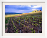 A View of the Champagne Vineyards