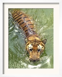 A Royal Bengal Tiger