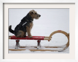 Dog is Pulled on a Sledge in the Snow in Gelsenkirchen  Germany