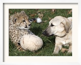 Bravo  a 7-Month-Old Male Cheetah Cub
