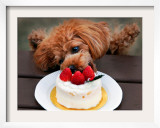 Toy Poodle Eats a Special Christmas Cake Made from Rice Powder and Natural Honey in Tokyo