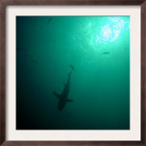 Shark Silhouetted in the Sun