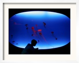 A Visitor Looks at the Jellyfish Called Brown Sea Nettle