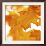 Autumn Leaves in Soft Sunshine II