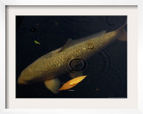 A Colorful Koi Swims Past a Floating Autumn Leaf