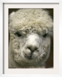 Zephyr Moon  a 2-Year-Old Alpaca  at the Vermont Farm Show in Barre  Vermont  January 23  2007