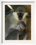 A Female Savannah Monkey Tends to Her Newborn