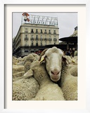 Hundreds of Sheep are Driven Along Sol Square During the Annual Parade Through Madrid