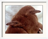 Two Baby Humboldt Penguin Chicks Take Comfort