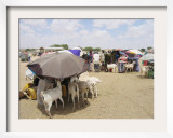 Somaliland Women with Their Goats Protect Themselves from Hot Sun with Umbrellas