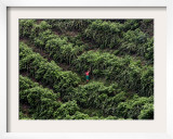 Female Farm Worker Picks Up Dragon Fruit in Ticuantepe  Nicaragua  September 26  2006