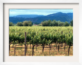 The Vineyards of Beaulieu Vineyards