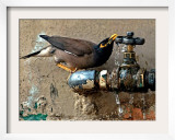 A Nightingale Quenches its Thirst from a Leaking Tap During a Sizzling Day