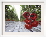 Tomato Greenhouse  Madison  Maine