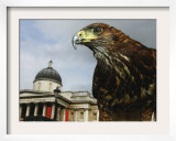 Elektra  a Harris Hawk