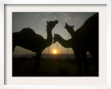 Camels at the Annual Cattle Fair in Pushkar  India  November 2  2006