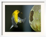 A Prothonotary Warbler
