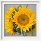 Sunny Sunflower III