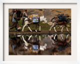 Two Donkeys Transports Ballot Boxes