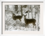 Two White-Tail Deer Stop for a Moment