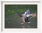 A Female Mallard Comes in for a Landing on the Chagrin River  Ohio  September 7  2006