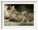 A Lion Cub Peeks into the World While Sitting Next to Its Mother Inka at the Munich Zoo