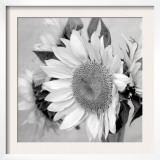 Sunny Sunflower II