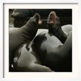 Seals Compete for Dock Space on Pier 39