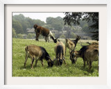 San Clemente Goats and a Llama Graze in a Pasture