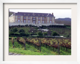 Chardonnay and Pinot Noir Grape Vineyards