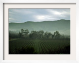 An Early Morning Fog Helps to Paint the Horizon Over a Vineyard Thursday
