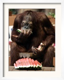 Six-Year-Old Male Orangutan Allan Eats a Piece of Watermelon at the Everland Amusement Park