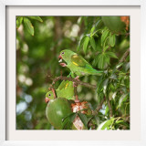 Two Wild Parrots Peel Seeds from the Inside of a Floss Silk Tree (Chorisia Speciosa)
