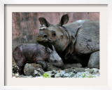 Hartali  a Rhinoceros at the Patna Zoo  is Seen with Her New Baby in Patna  India  January 24  2007
