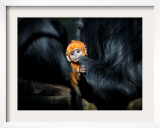 Male Francois' Leaf Monkey Relaxes with His Parents at the Zoological Gardens Zoorasia in Yokohama