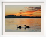 Two Swans Glide across Lake Chiemsee at Sunset near Seebruck  Germany