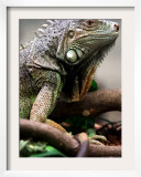Green Iguana at Exotic Animal Exhibition  Sofia  Bulgaria