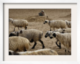 US Marine LCpl James Harris Guards at a Position as Sheep Pass by During a Shura