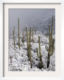 Snow Covers Desert Vegetation at the Entrance to the Santa Catalina Mountains in Tucson  Arizona