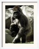 Mother Gorilla Julia