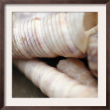 Shells III