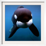 Keiko the Killer Whale