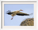 Stork Approaches its Nest in Holzen