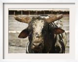 Championship Bulls at the Mequite Rodeo Ranch