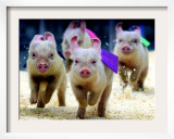 Sue Wee Pig Races
