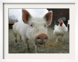 Pigs across America  Ravenna  Ohio