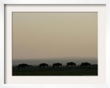 A Herd of Wildebeest Walk in Formation